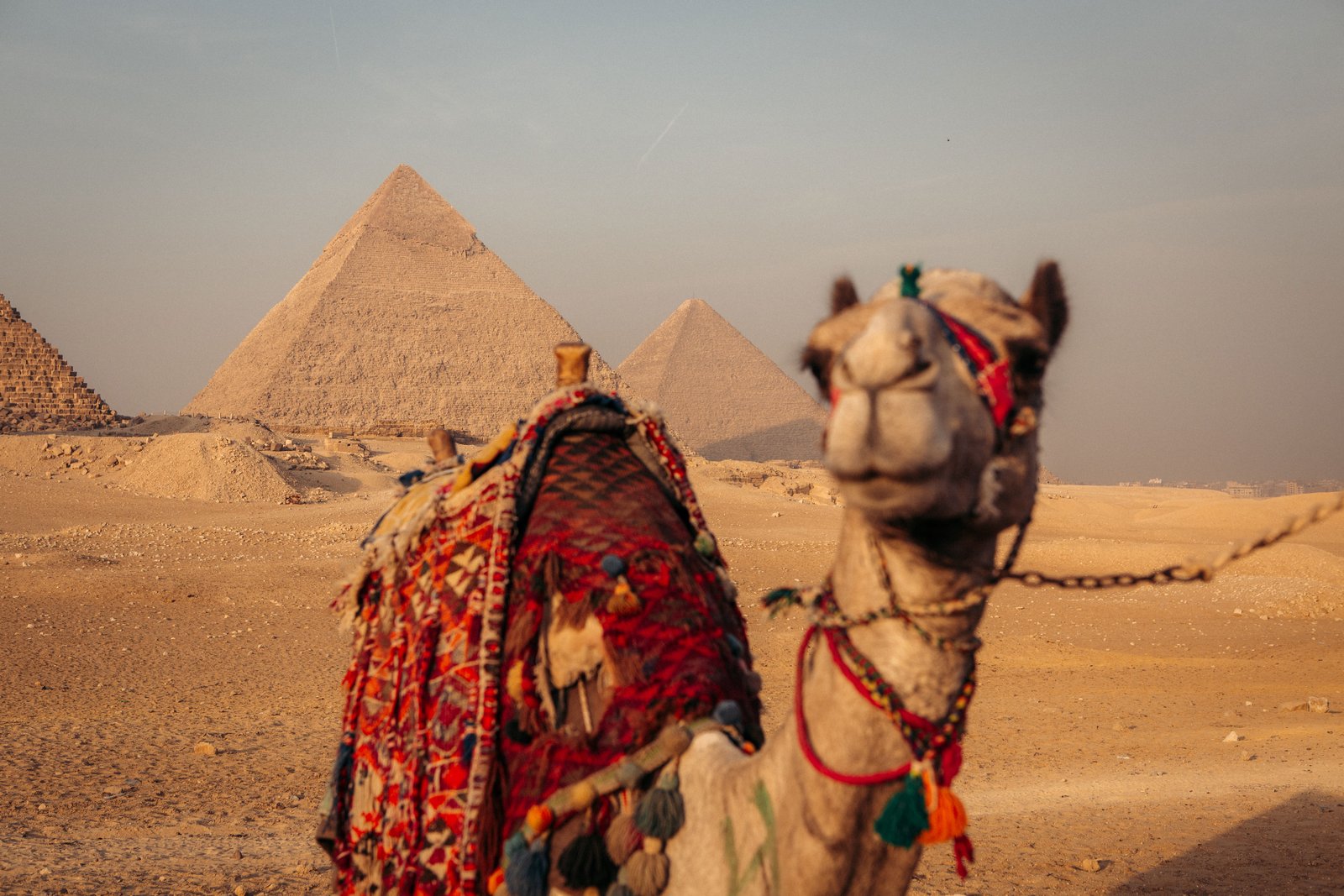A camel in front of the Pyramids of Giza, Egypt